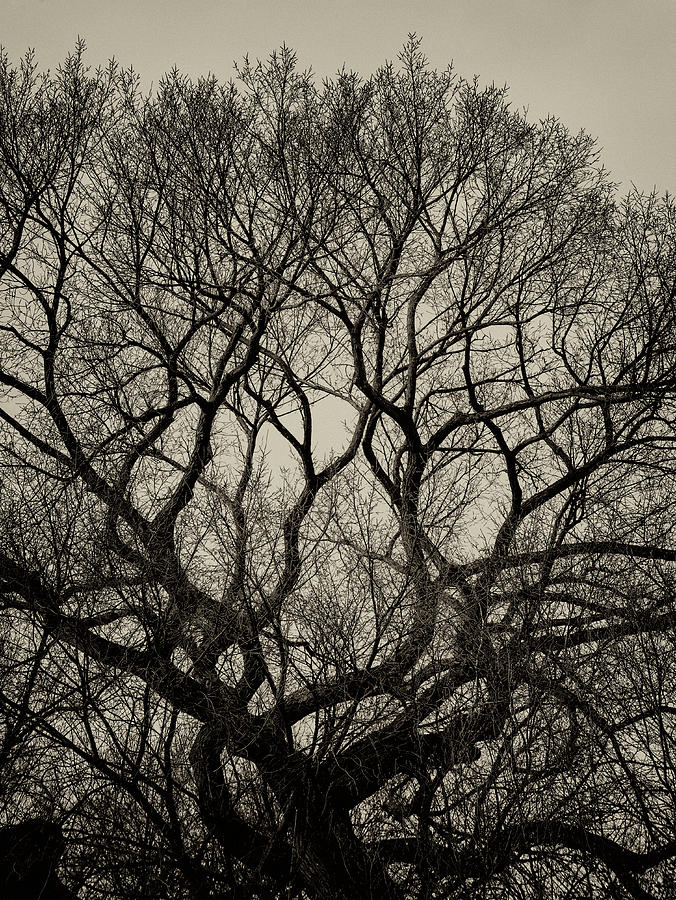 Gothic Trees #2 Photograph by Robert Ullmann