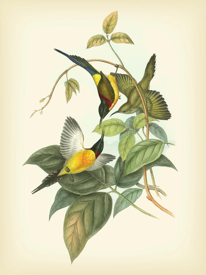 Bird Painting - Gould Birds Of The Tropics Iv #2 by John Gould