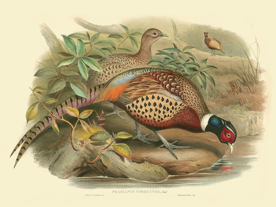 Bird Painting - Gould Pheasants I #2 by John Gould