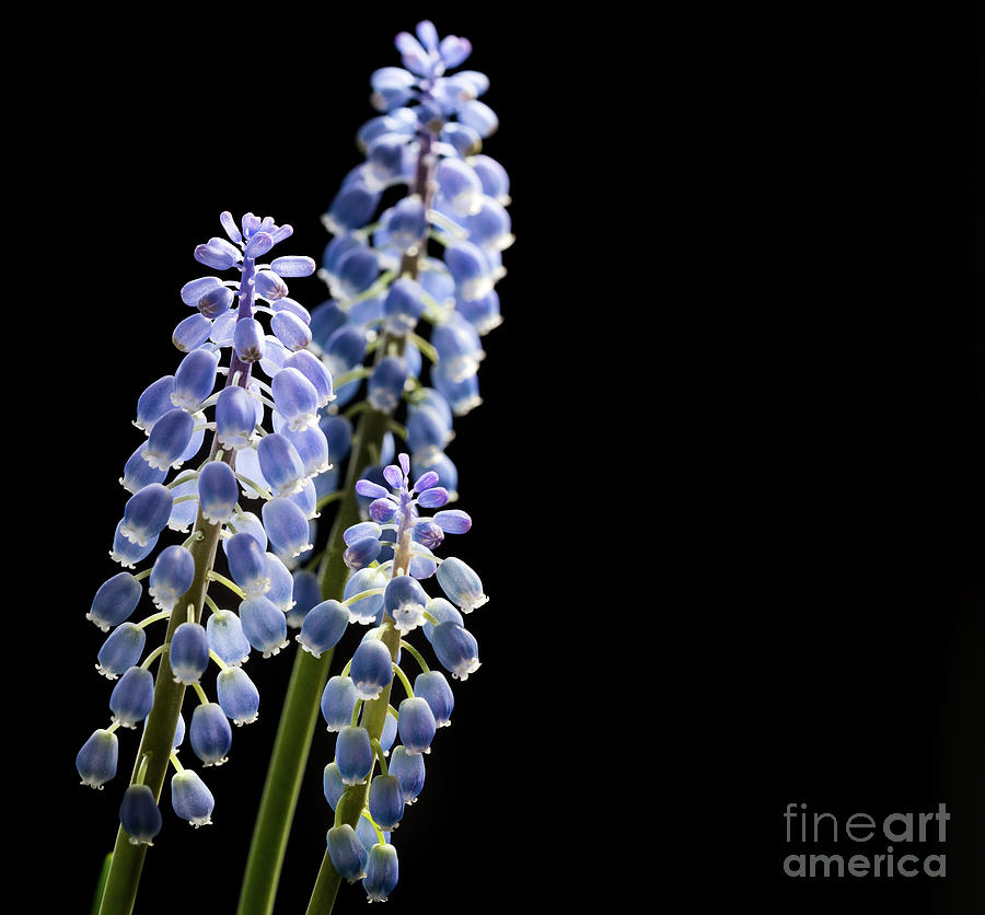 Grape Hyacinth (muscari Sp) Flowers #2 Photograph by Wladimir Bulgar/science Photo Library