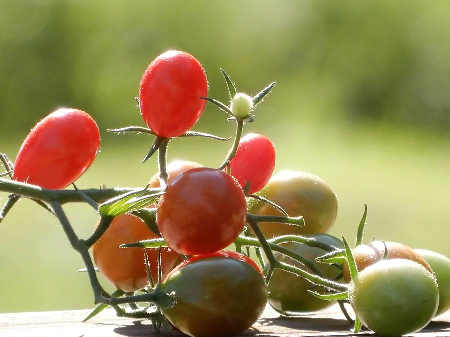Grape Tomatoes Photograph
