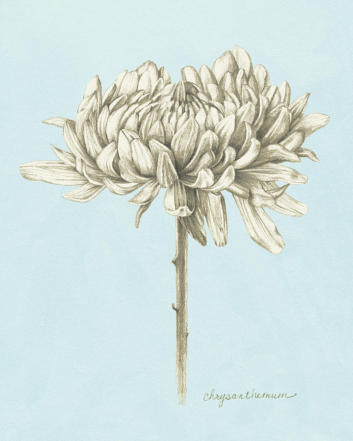 Flower Painting - Graphite Botanical Study II #2 by Grace Popp