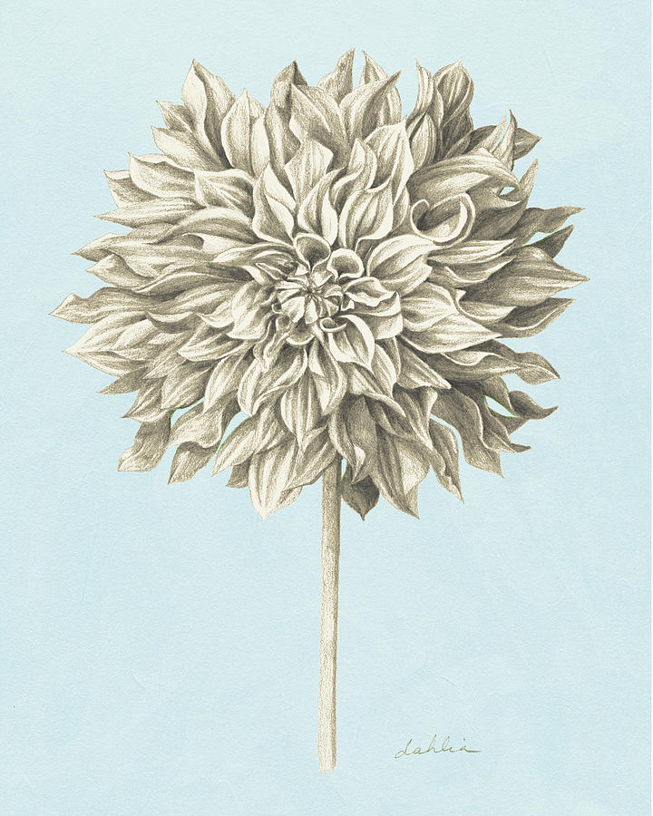 Flower Painting - Graphite Botanical Study IIi #2 by Grace Popp