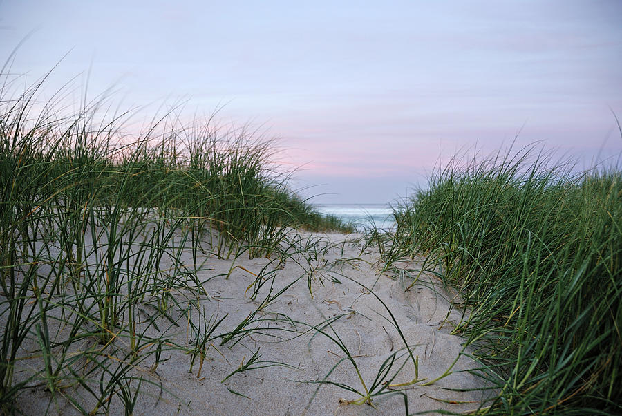 Grass On Beach At Dawn #2 Photograph by Sami Sarkis