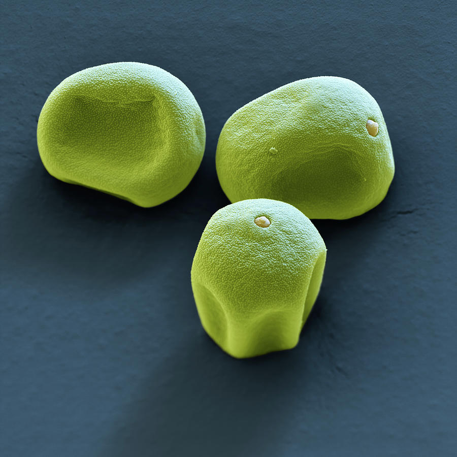 Grass Pollen, Sem #2 Photograph by Oliver Meckes EYE OF SCIENCE