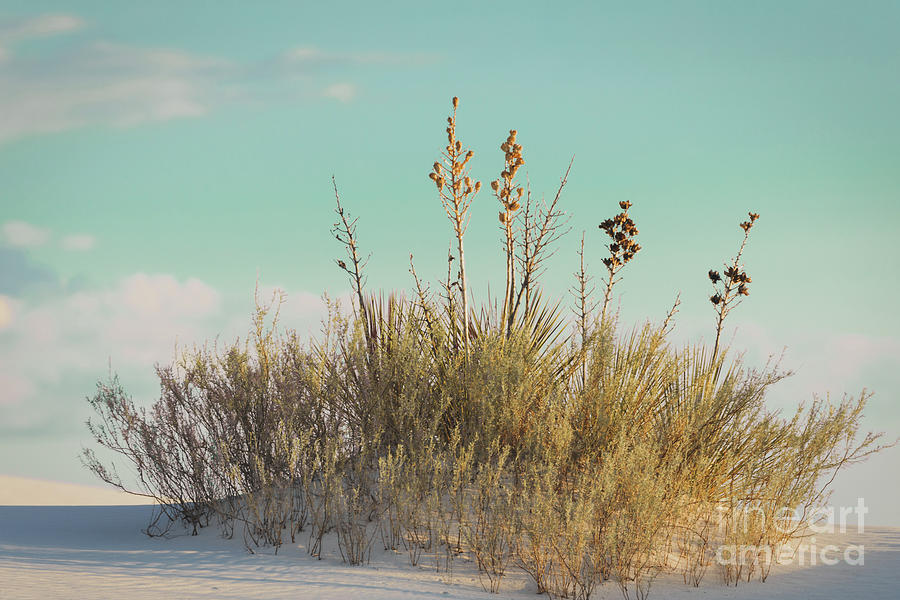 Grasses In White Sands #2 Photograph by Doug Sturgess