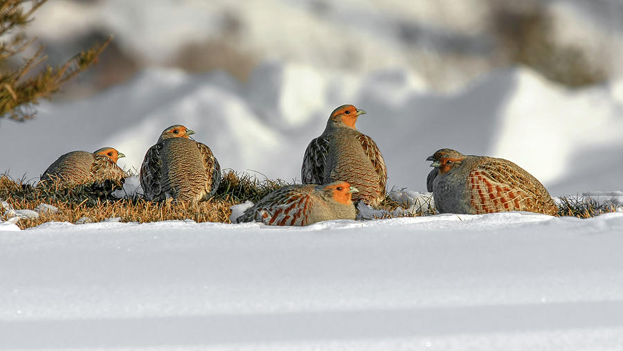 Gray Partridge #2 Photograph by Ronnie And Frances Howard