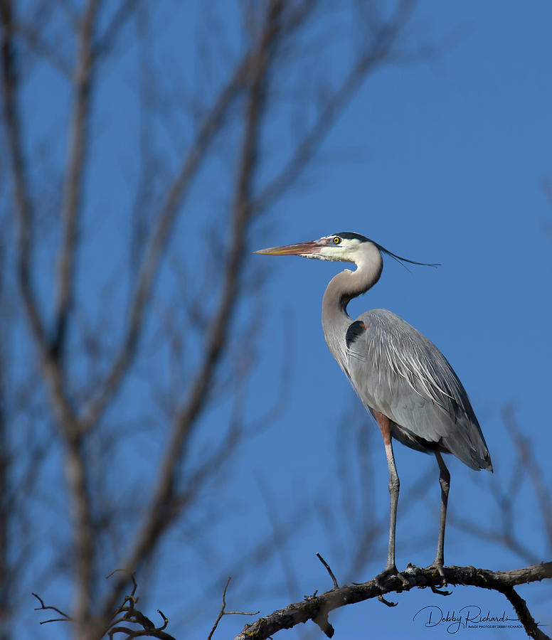 Great Blue Heron #3 Photograph by Debby Richards