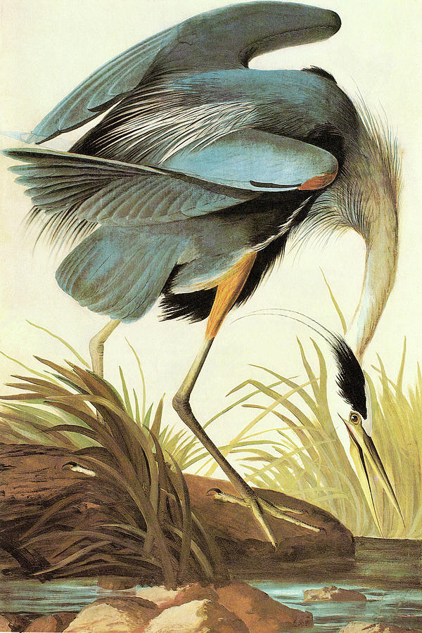 Bird Painting - Great Blue Heron #2 by John James Audubon