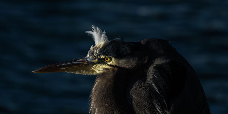 Great Blue Heron, #2 Photograph by Michelle Pennell