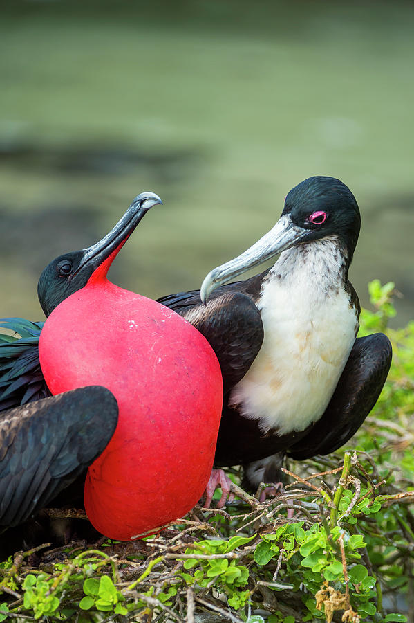 Great Frigatebirds Courting Photograph by Tui De Roy