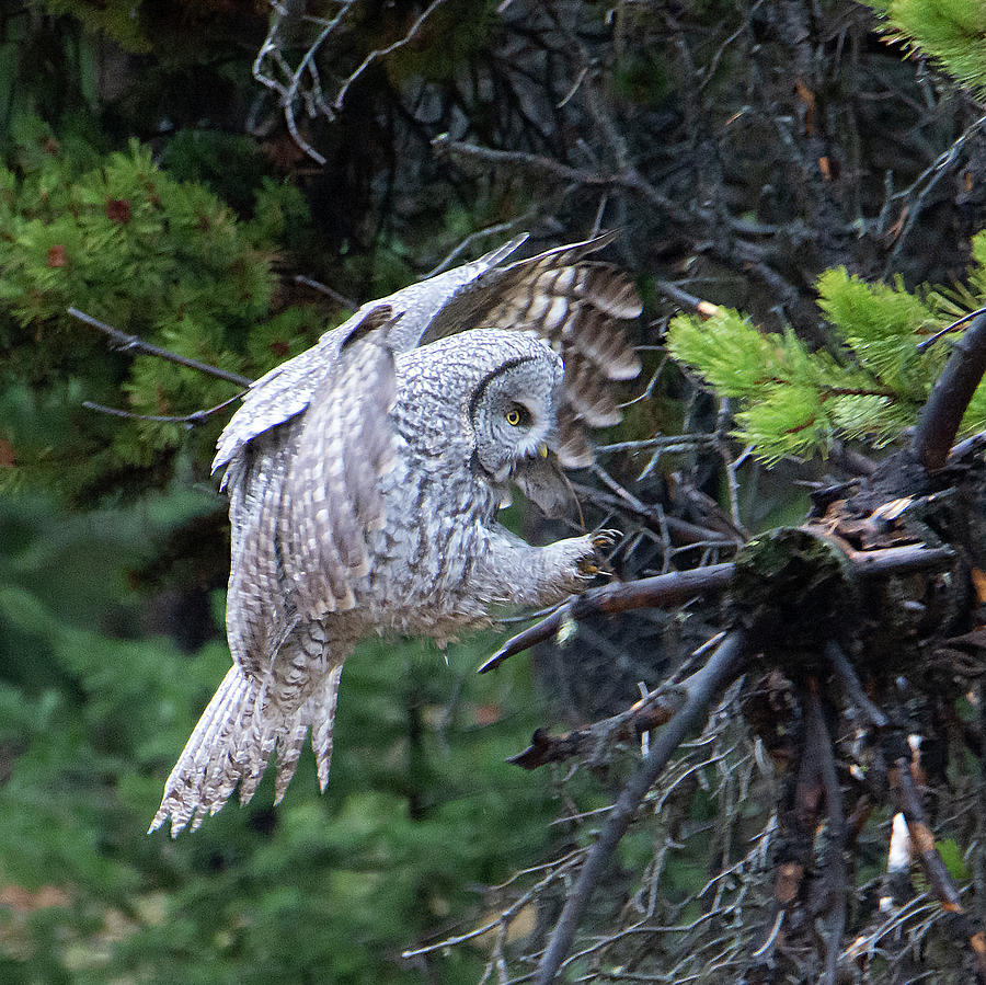 Great Gray Owl #3 of 5 Photograph by Patrick Nowotny