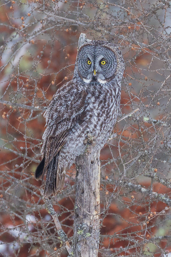 Great Gray Owl Sax Zim Bog #2 Photograph by Paul Schultz