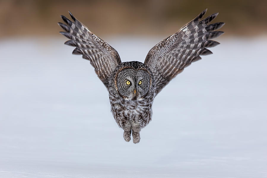 Great Grey Owl In Flight #2 Photograph by Jun Zuo