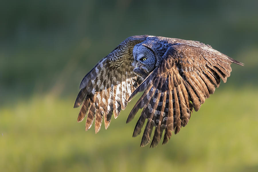 Great Grey Owl #2 Photograph by Jun Zuo