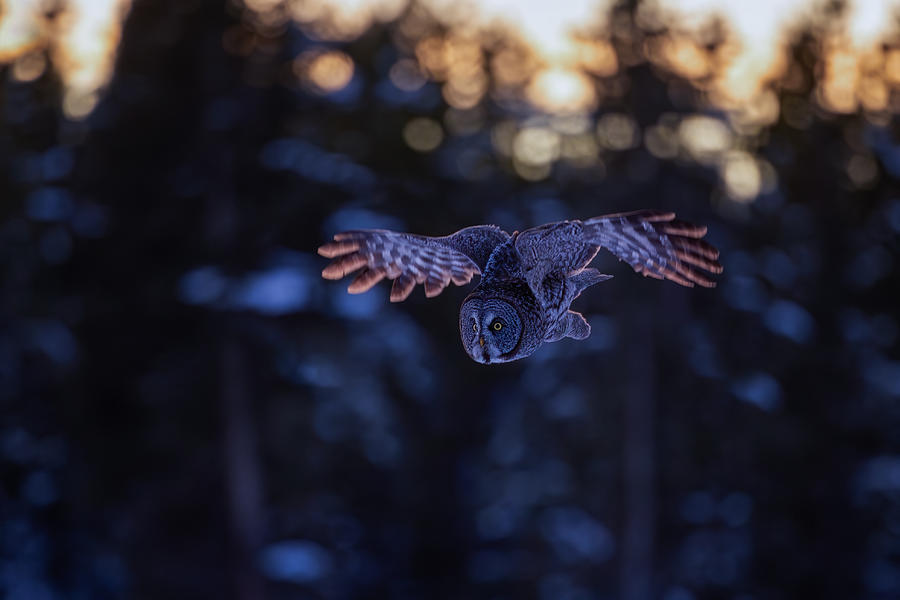 Great Grey Owl #2 Photograph by Max Wang