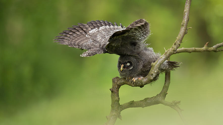 Great Grey Owl #2 Photograph by Milan Zygmunt