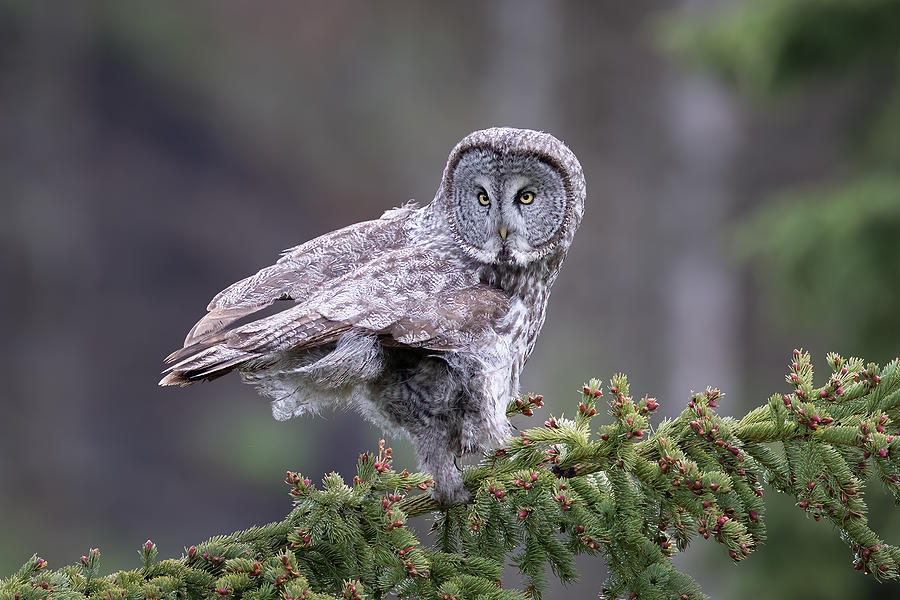 Great Grey Owl #2 Photograph by Tony Xu