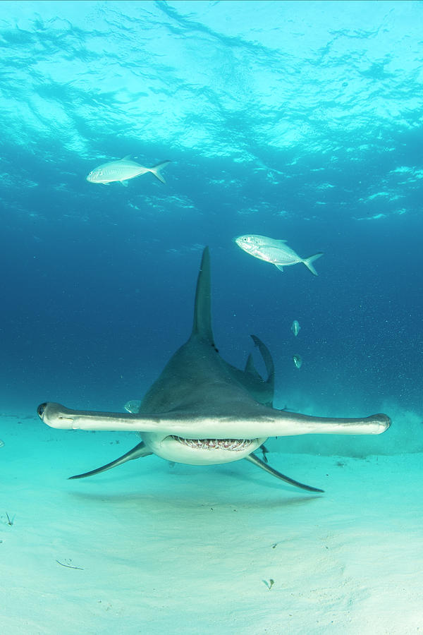 Great Hammerhead Shark Swimming, South Bimini, Bahamas Photograph by ...