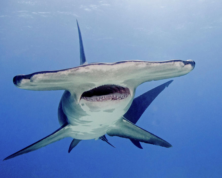 Great Hammerhead Shark With Mouth Open #2 Photograph by Brent Barnes