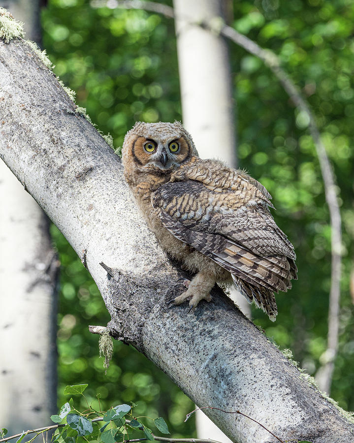 Great Horned Owl Fledgling in Alaska #2 Photograph by Dee Carpenter
