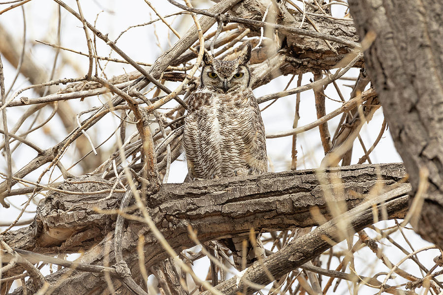 Great Horned Owl Keeps Watch #2 Photograph by Tony Hake