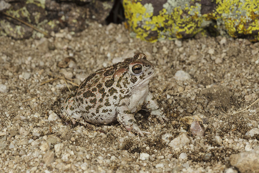 Great Plains Toad Photograph by James Zipp - Fine Art America