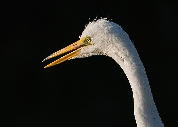 Great White Egret Photograph by Don Miller Great White Egret Photograph by Don Miller