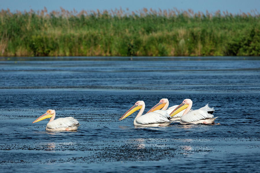 Great White Pelicans, Romania #2 Digital Art by Reinhard Schmid