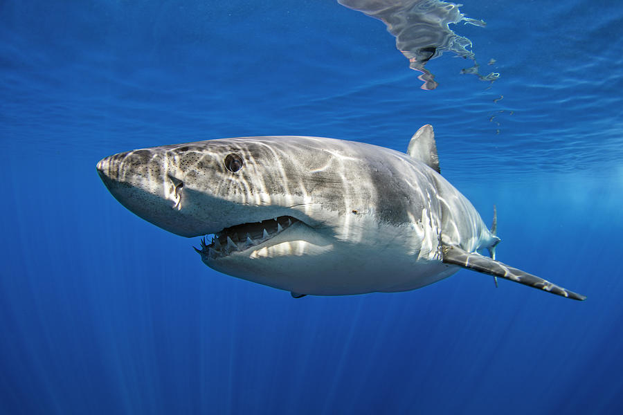 Great White Shark Digital Art - Great White Shark, Guadalupe, Mexico #2 by Ken Kiefer 2