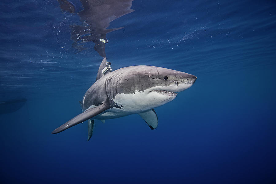 Great White Shark Digital Art - Great White Shark, Underwater View, Guadalupe Island, Mexico #2 by Ken Kiefer 2