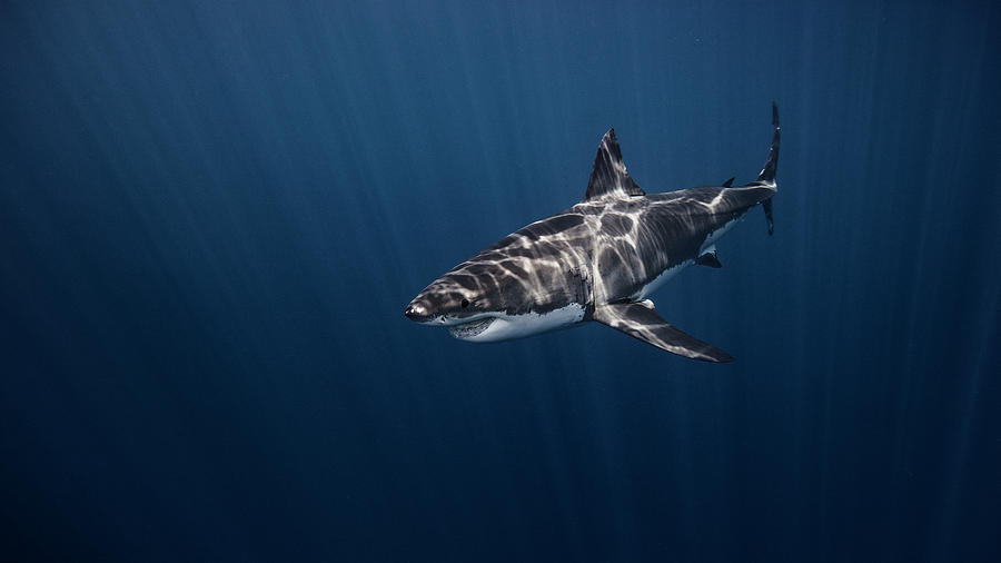 Great White Shark Digital Art - Great White Shark, Underwater View #2 by Ken Kiefer 2