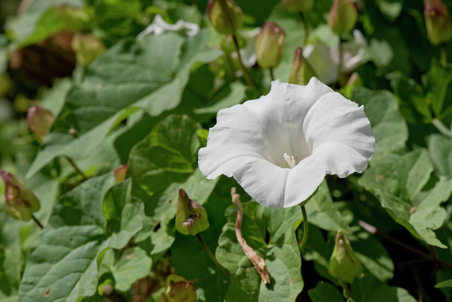 Greater Bindweed Photograph by Nigel Cattlin - Fine Art America