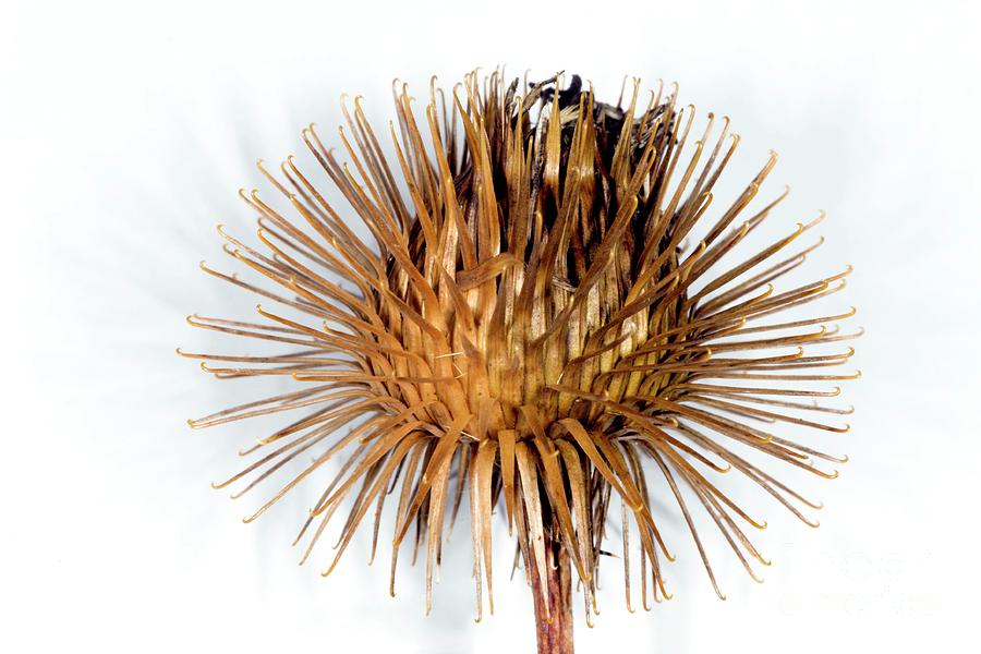 Greater Burdock Burr (arctium Lappa) #2 Photograph by Dr Keith Wheeler/science Photo Library