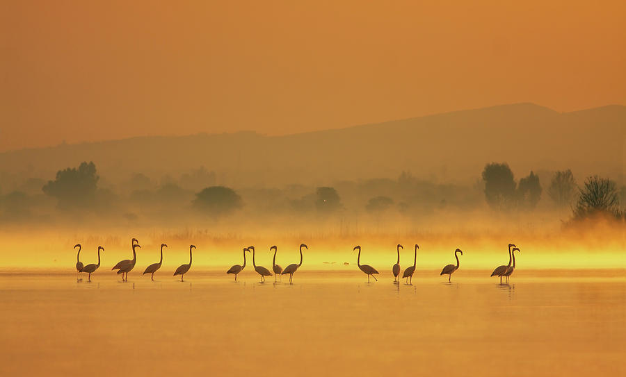 Greater Flamingo #2 Photograph by Zahoor Salmi