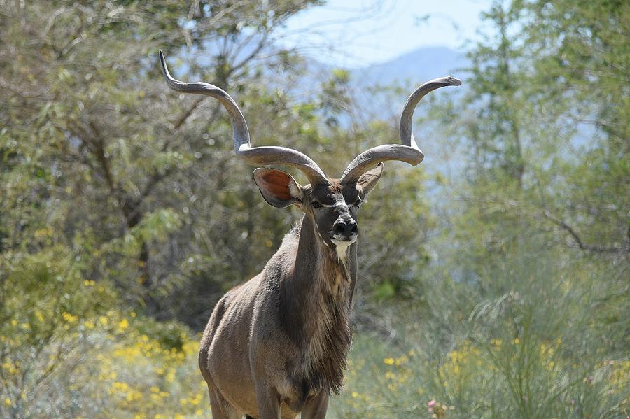 Greater Kudu 6 Photograph by Fraida Gutovich