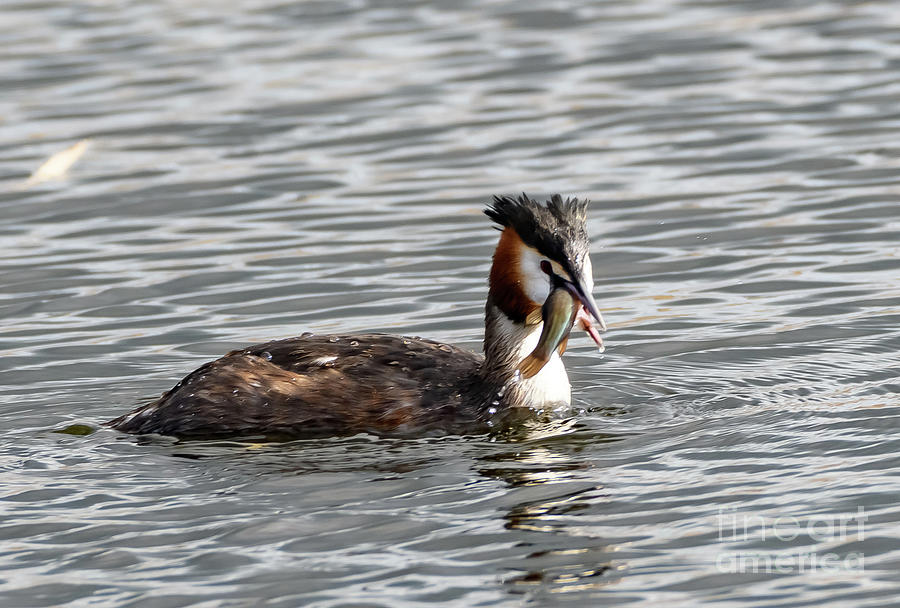 Grebe with fish #2 Photograph by Colin Rayner