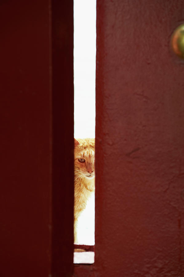 Greece, Mikonos Island, Cat #2 Digital Art by Bruno Morandi