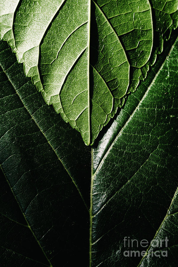 Green background of nature leaves with texture. Photograph by Joaquin  Corbalan - Fine Art America
