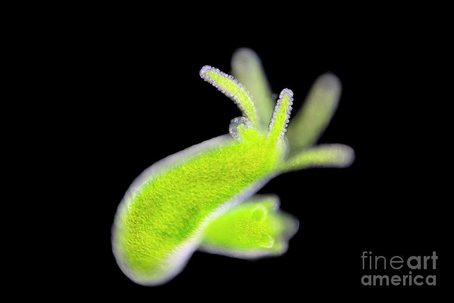 Nature Photograph - Green Hydra #2 by Frank Fox/science Photo Library