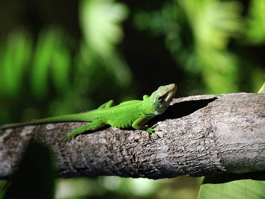 Green Lizard Photograph