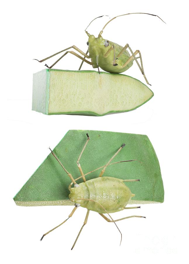 Wildlife Photograph - Green Peach Aphid Wax Model #2 by Natural History Museum, London/science Photo Library