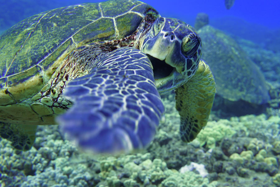 Green Sea Turtle  #2 Photograph by Harry Donenfeld