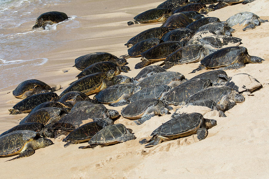 Green Sea Turtle Haul-out, Ho'okipa Photograph by Darrell Gulin - Pixels