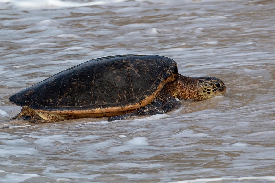 Green Sea Turtle #4 Photograph by Joe  Palermo
