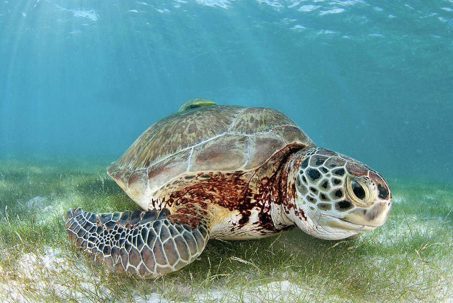 Green Sea Turtle Photograph by Luis Javier Sandoval