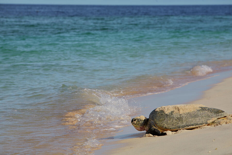 Green Sea Turtle Returning To The Sea After Egg Laying #2 Photograph by Mark Macewen / Naturepl.com Green Sea Turtle Returning To The Sea After Egg Laying #2 Photograph by Mark Macewen / Naturepl.com