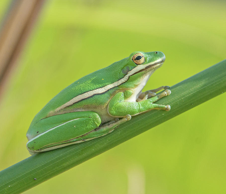 Green Tree Frog #2 Photograph by John Serrao
