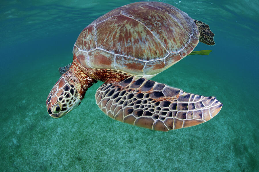 Green Turtle Akumal, Caribbean Sea, Mexico, January. #2 Photograph by Claudio Contreras / Naturepl.com Green Turtle Akumal, Caribbean Sea, Mexico, January. #2 Photograph by Claudio Contreras / Naturepl.com
