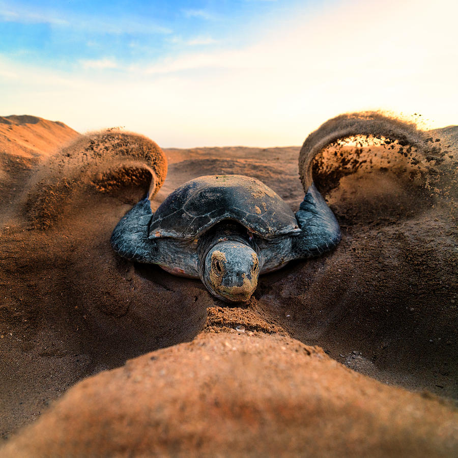 Green Turtle #2 Photograph by Haitham Al Farsi